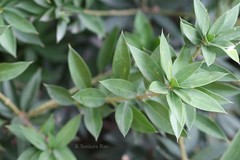 Jacquinia ruscifolia